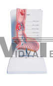 The model of oesophagus pathology